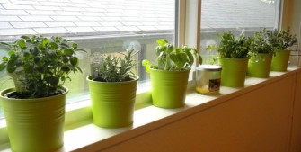 5 Culinary Herbs You Can Easily Grow at Home